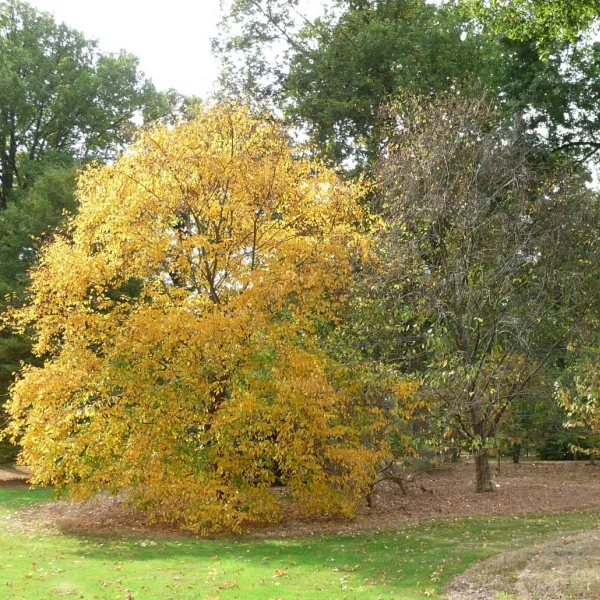 Betula alleghaniensis – Bouleau jaune