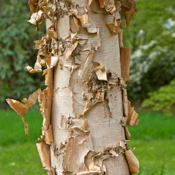 Betula costata – Betula costata
