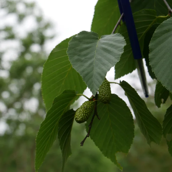 Betula lenta – Bouleau flexible, Bouleau sucré
