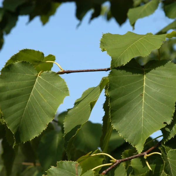 Betula maximowicziana – Bouleau de Maximowicz