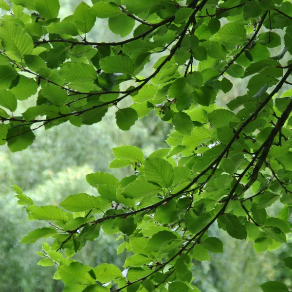 Betula medwediewii – Bouleau transcaucasien