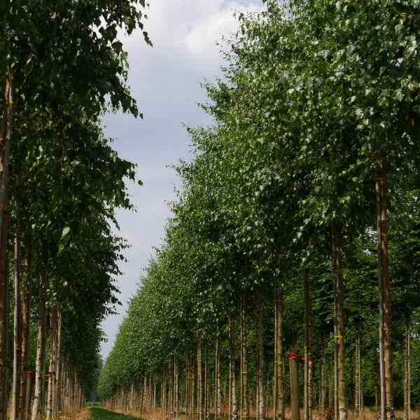 Betula pendula – Bouleau verruquex, Bouleau commun, Bouleau blanc