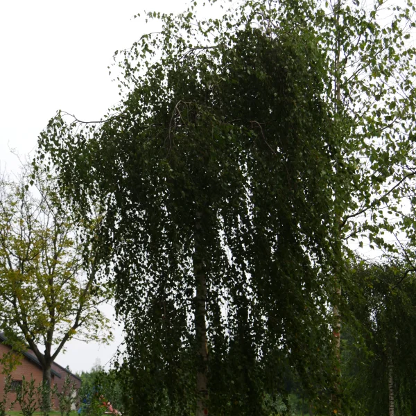 Betula pendula 'Youngii' – Bouleau pleureur