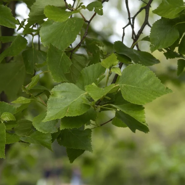 Betula platyphylla – Betula platyphylla