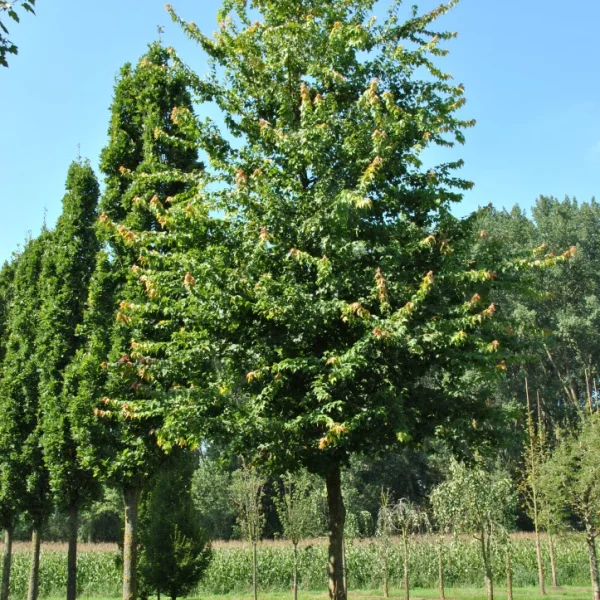 Acer buergerianum – Érable trident, Érable de Bürger