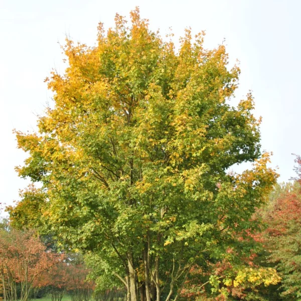 Acer campestre – Érable champêtre