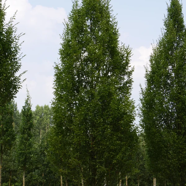 Carpinus betulus 'Fastigiata' – Charme fastigié