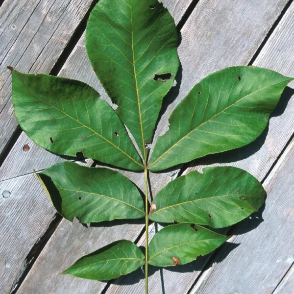 Carya glabra  – Noyer à balais, Caryer glabre