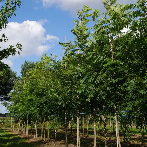 Carya illinoinensis – Pacanier