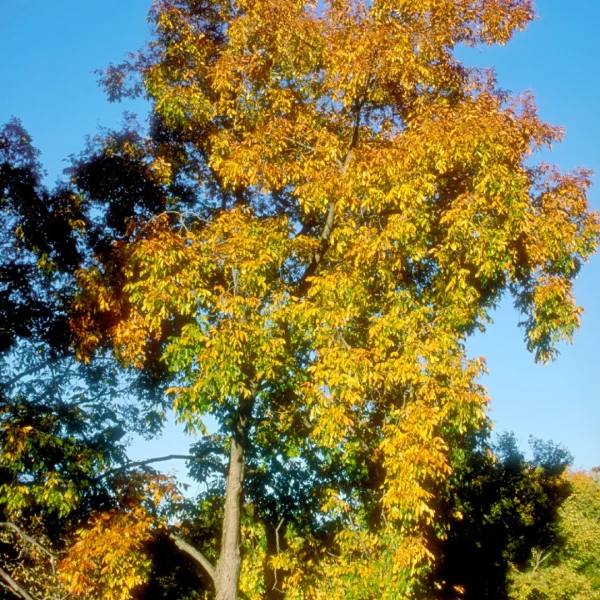 Carya laciniosa – Caryer écailleux
