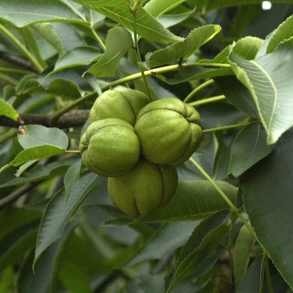 Carya ovata – Noyer blanc d'Amérique, Caryer véritable
