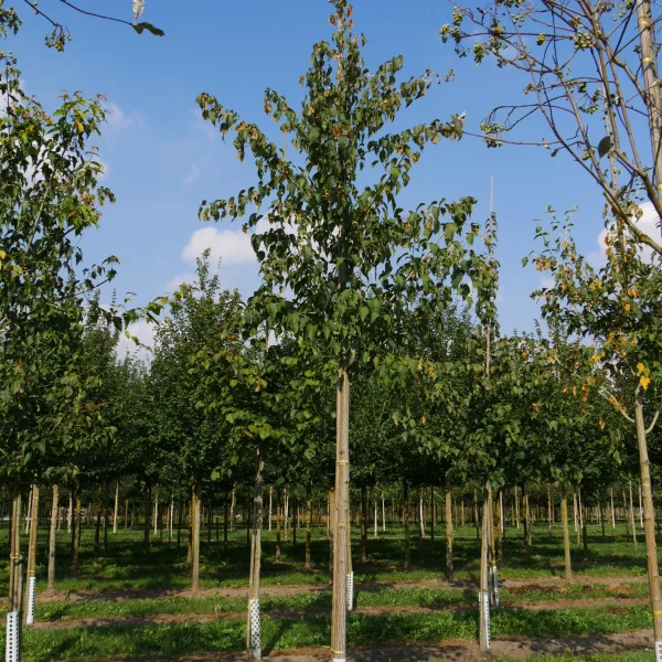 Acer capillipes – Érable jaspé de rouge
