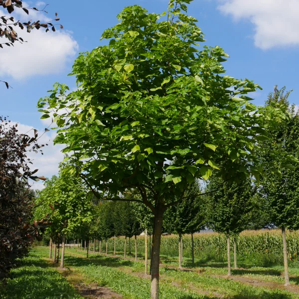 Catalpa bignonioides – Catalpa commun