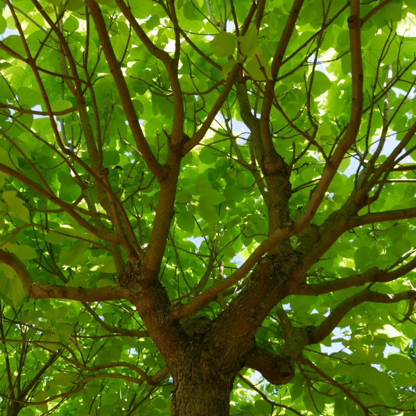 Catalpa bignonioides 'Aurea' – Catalpa bignonioides 'Aurea'