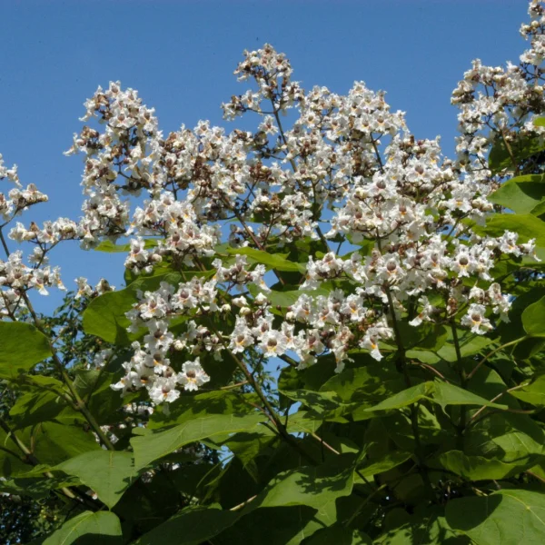 Catalpa ×erubescens – Catalpa ×erubescens