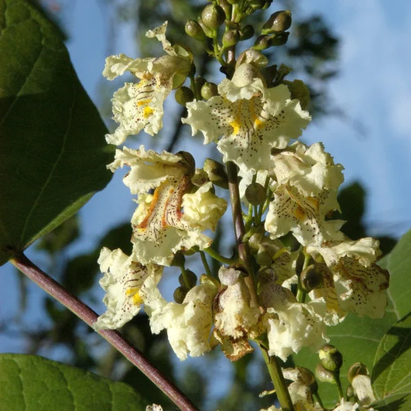 Catalpa ovata – Catalpa jaune