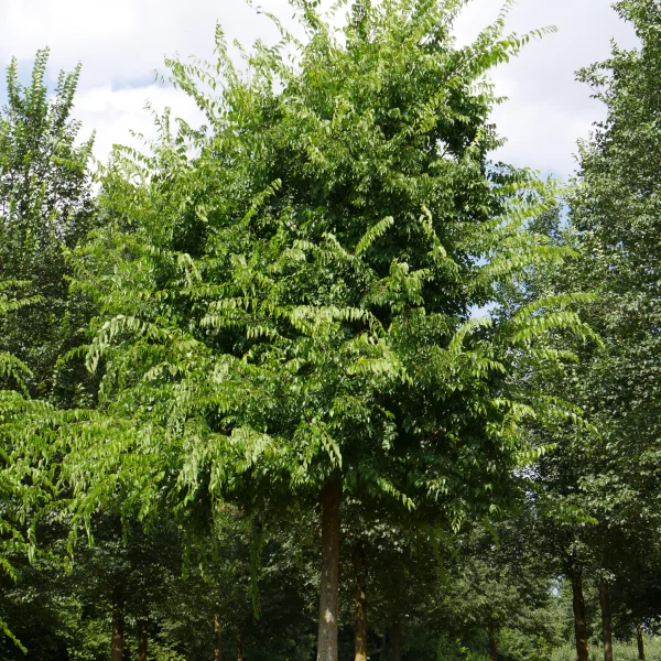 Celtis occidentalis – Micocoulier occidental