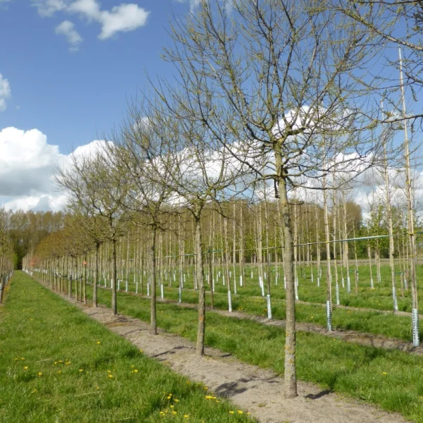 Celtis occidentalis 'Globosa' – Celtis occidentalis 'Globosa'