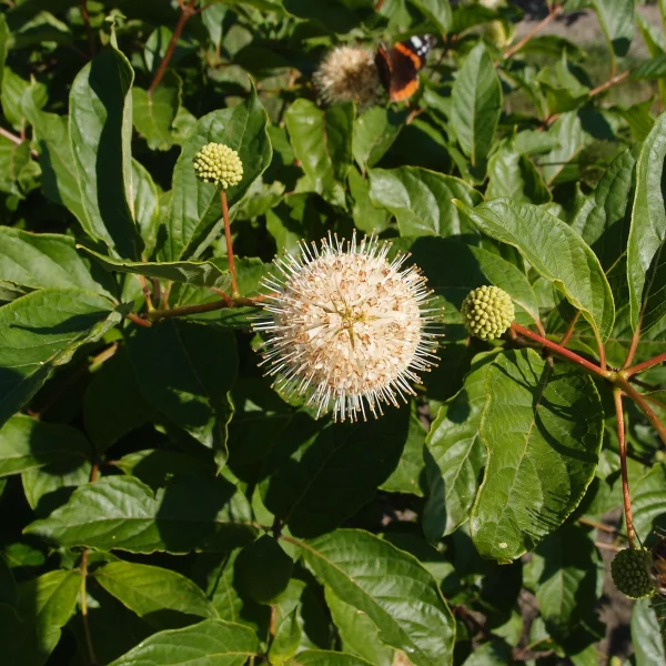 Cephalanthus occidentalis – Bois-bouton