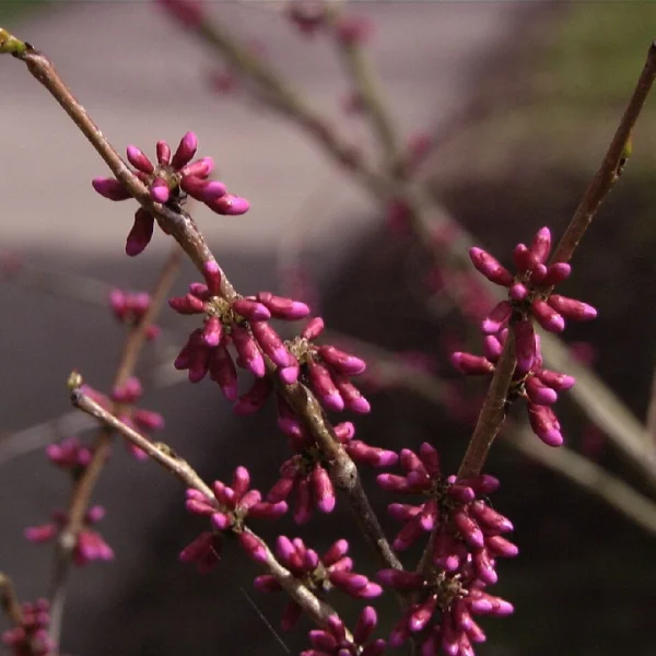 Cercis chinensis – Cercis chinensis