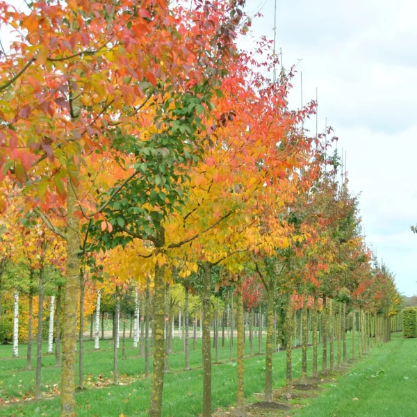 Acer cissifolium – Érable à feuilles de vigne