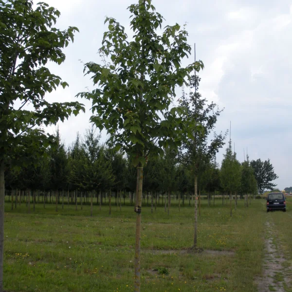 Acer davidii – Érable du Père David
