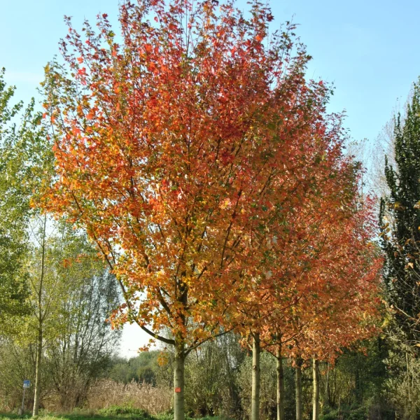 Acer ×freemanii AUTUMN BLAZE ('Jeffersred') – #N/A