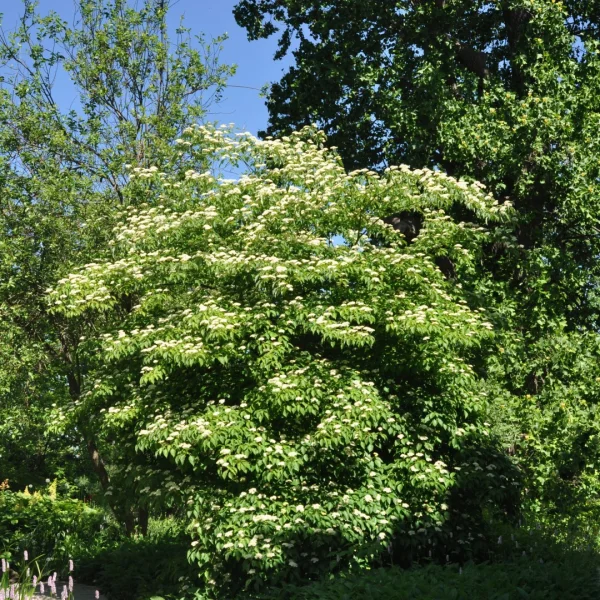 Cornus alternifolia – Cornouiller à feuilles alternes