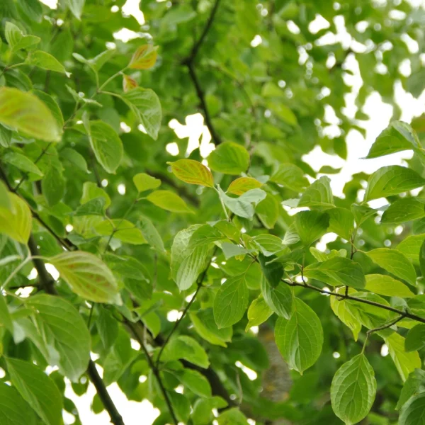 Cornus asperifolia var. drummondii – Cornouiller de Drummond