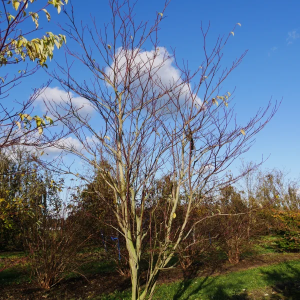 Cornus controversa 'Pagoda' – Cornus controversa 'Pagoda'