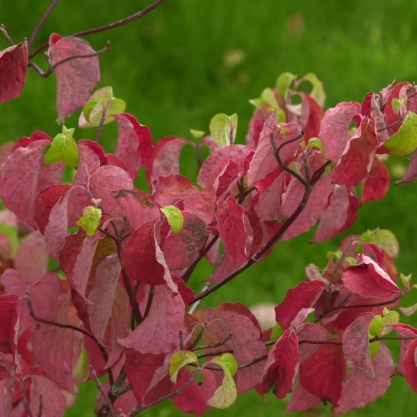 Cornus florida – Cornouiller de Floride