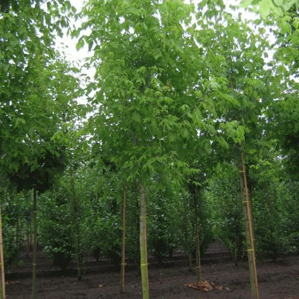 Acer negundo – Érable negundo