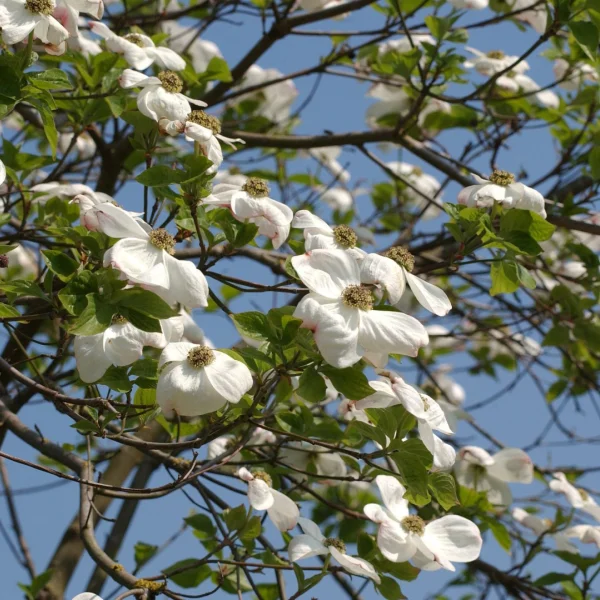 Cornus nuttallii – Cornouillier de Nuttall