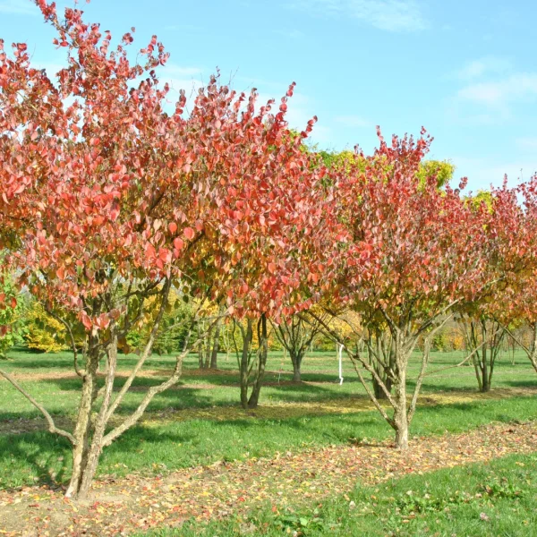 Cornus officinalis – Cornus officinalis