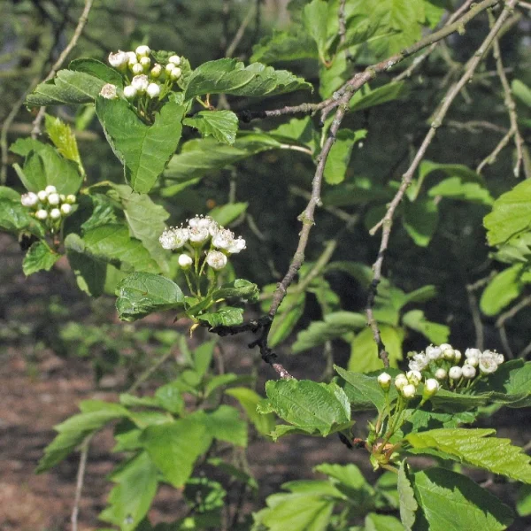 Crataegus chlorosarca – Crataegus chlorosarca