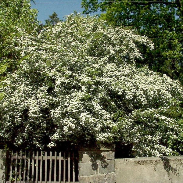 Crataegus laevigata – Aubépine épineuse
