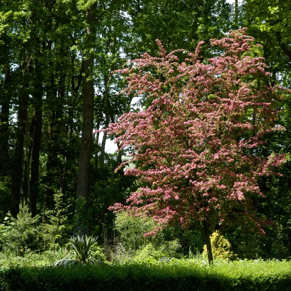 Crataegus ×media 'Paul's Scarlet' – Épine rouge