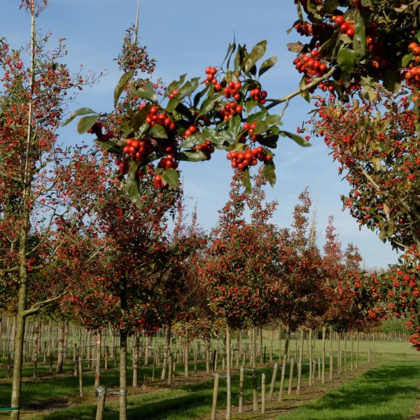 Crataegus ×lavalleei 'Carrierei' – Crataegus ×lavalleei 'Carrierei'