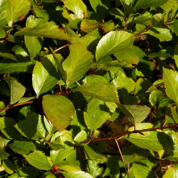 Crataegus ×persimilis – Crataegus ×persimilis