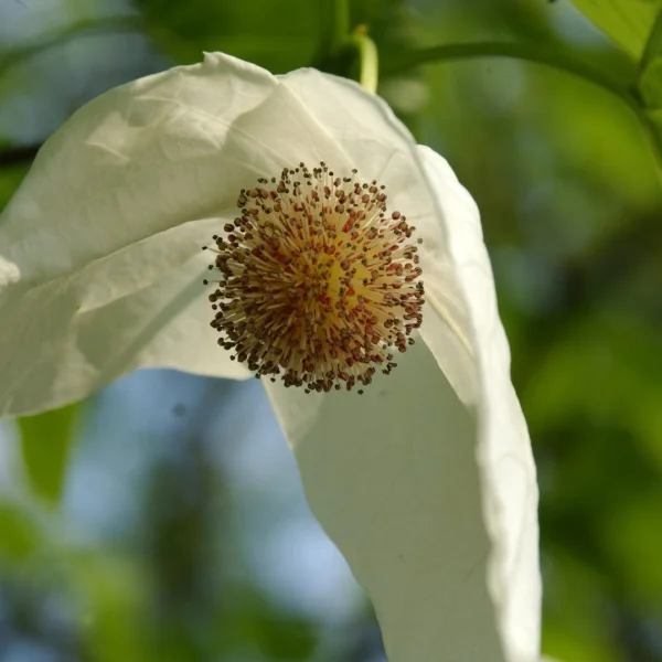Davidia involucrata var. vilmoriniana – Davidia involucrata var. vilmoriniana