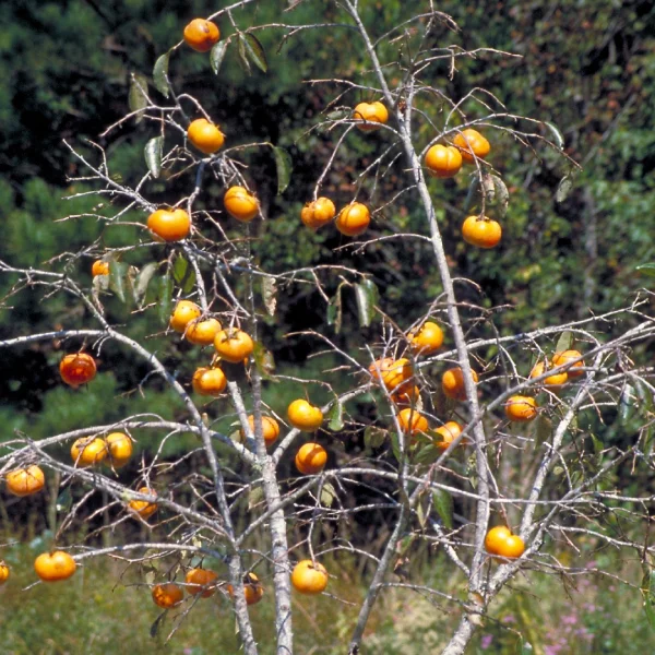 Diospyros kaki – Plaqueminier kaki