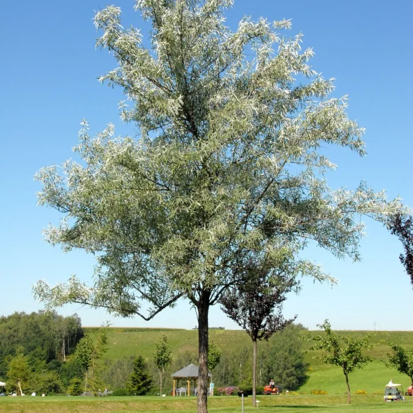 Elaeagnus angustifolia – Olivier de Bohême