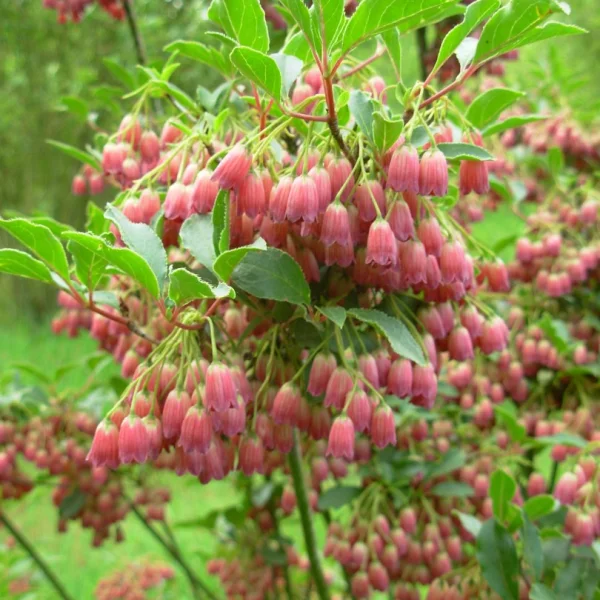 Enkianthus campanulatus – Andromède campanulée