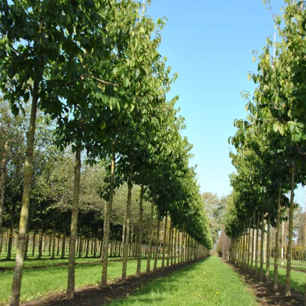 Eucommia ulmoides – Arbre à gutta-percha