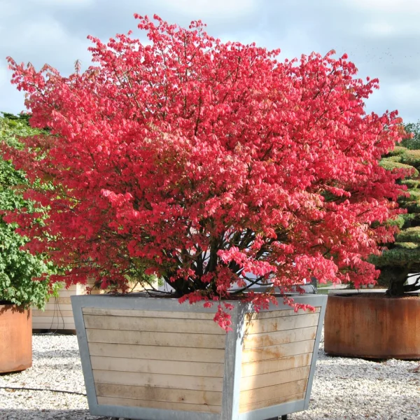 Euonymus alatus – Fusain ailé