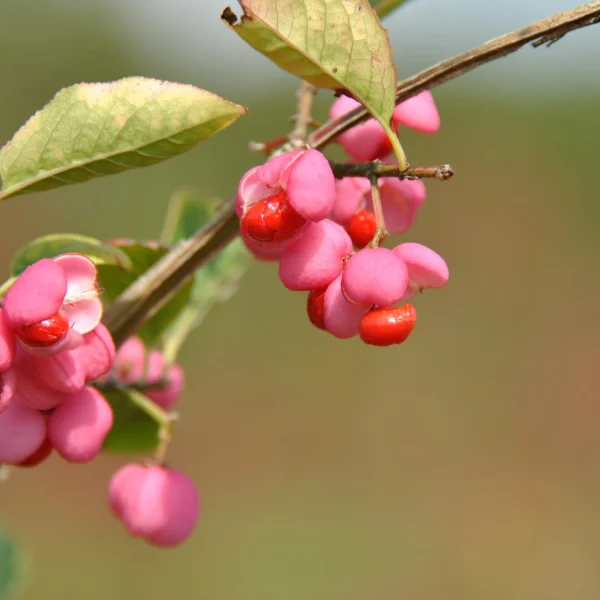 Euonymus europaeus – Spindle Fusain d'Europe