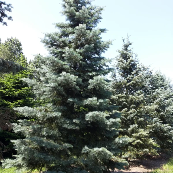 Abies concolor – Sapin du Colorado