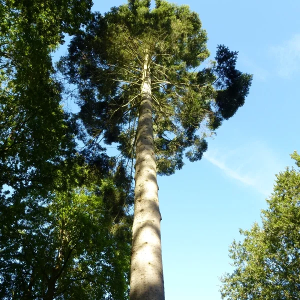 Abies grandis – Sapin de Vancouver