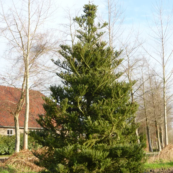 Abies koreana – Sapin de Corée