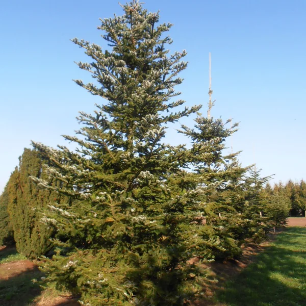 Abies veitchii – Abies veitchii